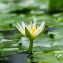 self-care - flower - stillnes