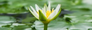 self-care - flower - stillnes
